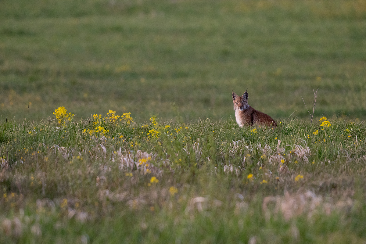 Ilves